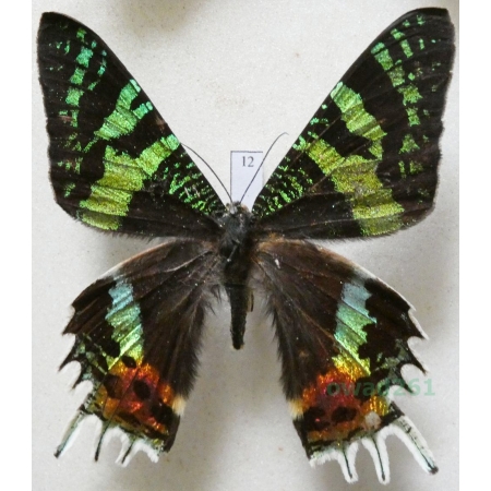 Chrysiridia rhipheus (Drury, 1773) Madagascar 65mm12